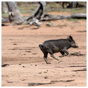 Wild Pig Removal