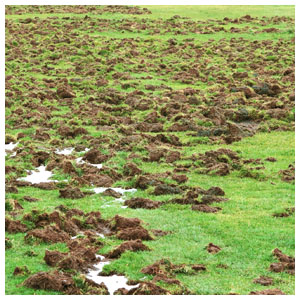 get rid of your wild boars