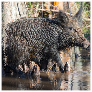 Wild Hog Removal in Florida