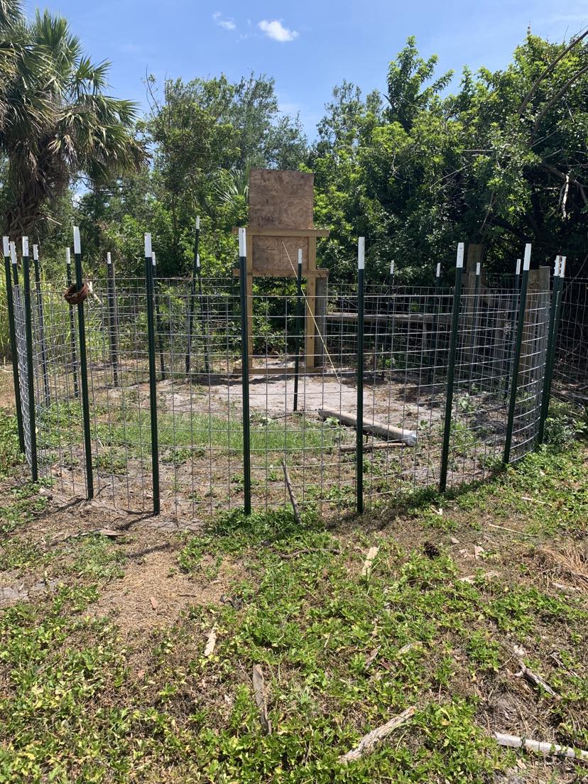 Trapping Wild Pigs