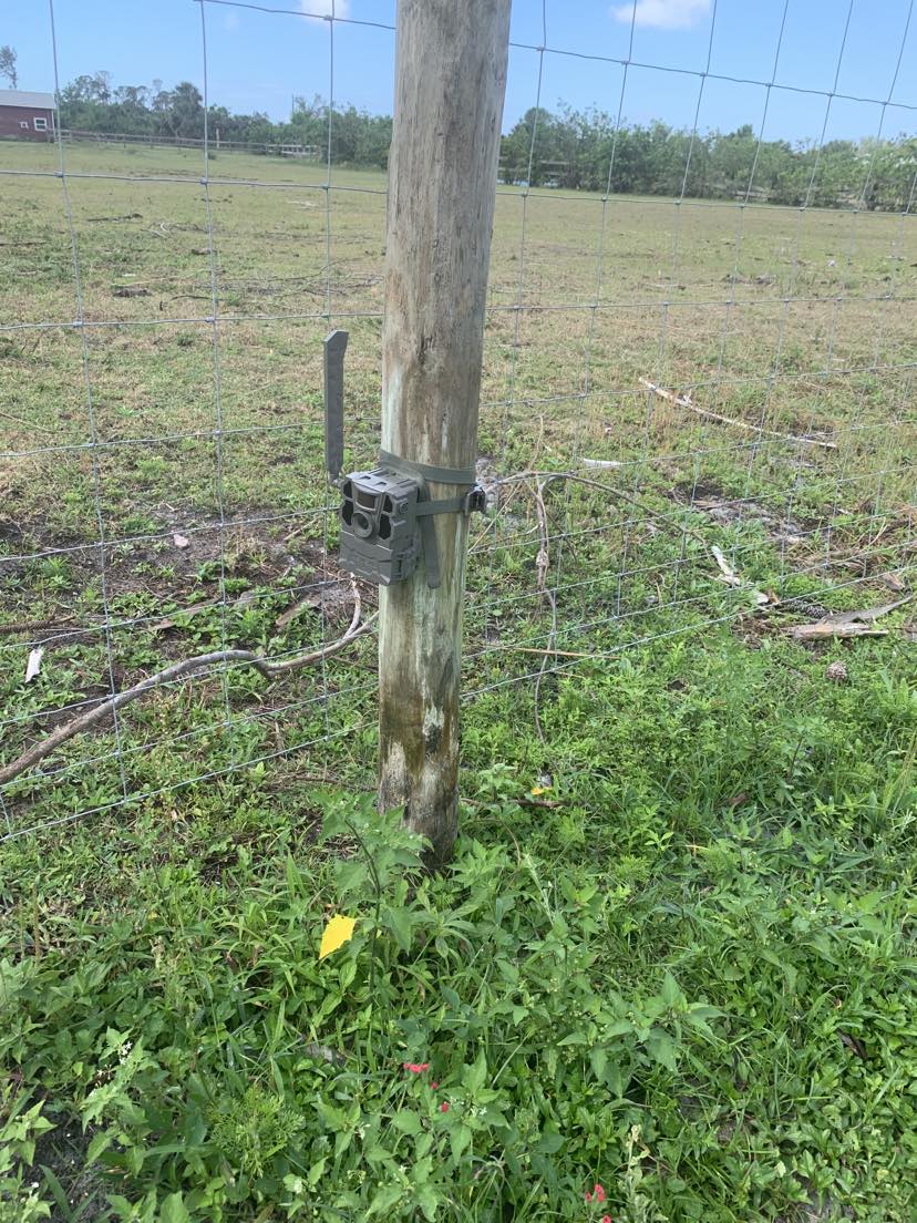 Wild Hog Repellents and Deterrents