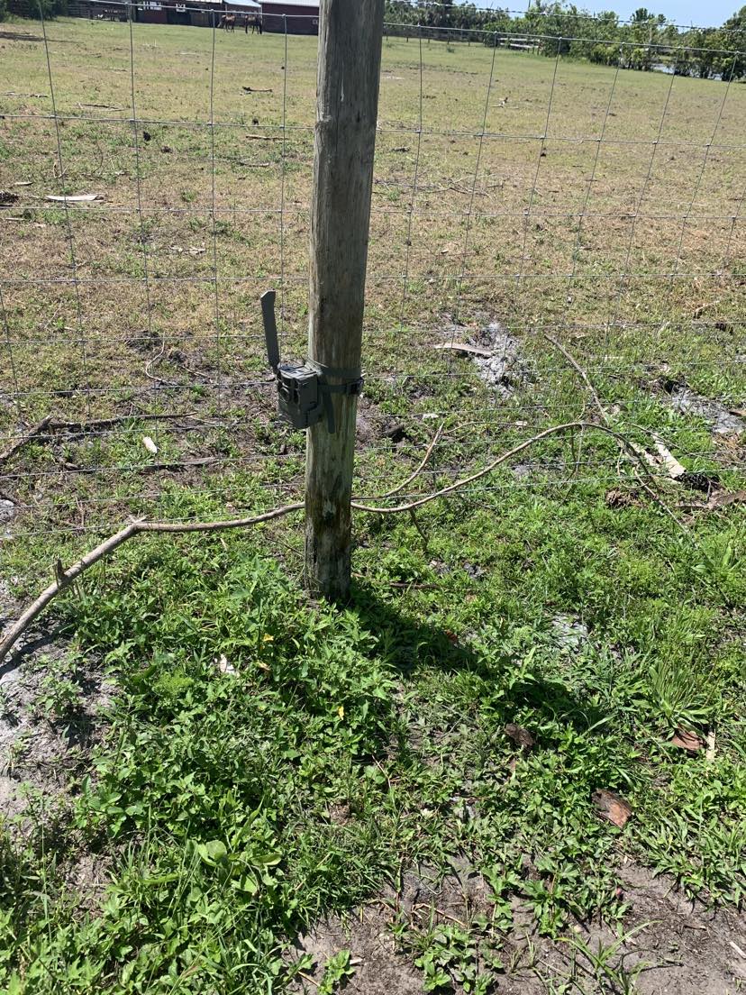 Wild Hog Professional Extermination